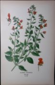 The Mask Flower Edward Step Rare Antique Botanical Book Plate-206