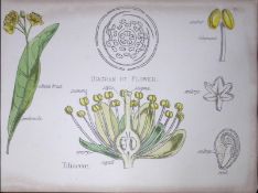 Tiliaceae Botanical Flower Diagram Rare Antique First Edition Illustration-15