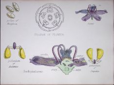 Milkweeds Botanical Flower Diagram Rare Antique First Edition Illustration-58