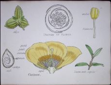 Cistneae Botanical Flower Diagram Rare Antique First Edition Illustration-8