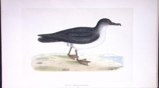 Manx Shearwater Bird- Rev Morris First Edition Antique Woodblock Engraving-218