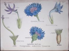 The Thistle Botanical Flower Diagram Rare Antique First Edition Illustration-51