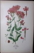 Catchfly Flower Edward Step Rare Antique Botanical Book Plate-39