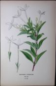 Scented Bouvardia, Edward Step Rare Antique Botanical Book Plate-122
