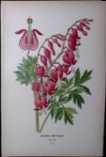 Asian Bleeding-Heart Edward Step Rare Antique Botanical Book Plate-21