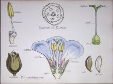 Phlox Family Botanical Flower Diagram Rare Antique First Edition Illustration-60