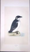 Rotche Bird- Rev Morris First Edition Antique Woodblock Engraving-179