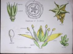 Stonecrop Botanical Flower Diagram Rare Antique First Edition Illustration-32