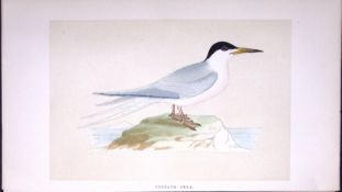 Roseate Tern Bird- Rev Morris First Edition Antique Woodblock Engraving-188