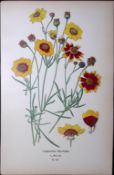 Golden Tickseed Flower Edward Step Rare Antique Botanical Book Plate-140