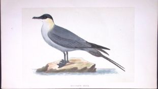 Buffon’s Skua Bird- Rev Morris First Edition Antique Woodblock Engraving-216