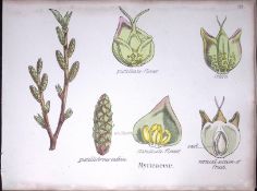 Myricaceae Botanical Flower Diagram Rare Antique First Edition Illustration-83
