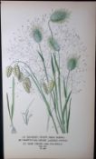 Quaking & Hare’s Tail Grass Edward Step Rare Antique Botanical Book Plate-302