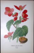 Begonia Tuberous Edward Step Rare Antique Botanical Book Plate-115