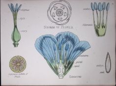 Linaceae Botanical Flower Diagram Rare Antique First Edition Illustration-16