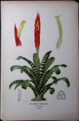 Flaming Sword Edward Step Rare Antique Botanical Book Plate-252
