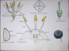 Dogwood Botanical Flower Diagram Rare Antique First Edition Illustration-42