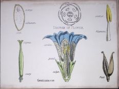 Gentianaceae Botanical Flower Diagram Rare Antique First Edition Illustration-56