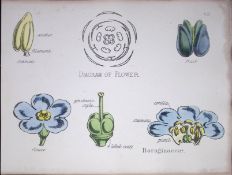 Forget-Me-Nots Botanical Flower Diagram Rare Antique First Edition Illustration-62