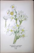 Chinese Sacred Lily Edward Step Rare Antique Botanical Book Plate-260