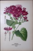 Florist's Cineraria Edward Step Rare Antique Botanical Book Plate-153