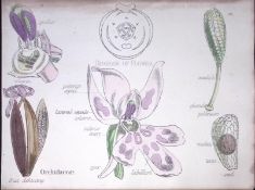 The Orchid Botanical Flower Diagram Rare Antique First Edition Illustration-93