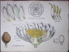 Water Lillies Botanical Flower Diagram Rare Antique First Edition Illustration-3