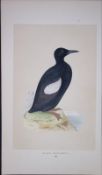 Black Guillemot Bird- Rev Morris First Edition Antique Woodblock Engraving-178