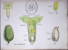 Thymelaceae Botanical Flower Diagram Rare Antique First Edition Illustration-71
