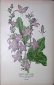 Chimney Bell-Flower Edward Step Rare Antique Botanical Book Plate-160