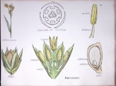 The Rush Family Botanical Flower Diagram Rare Antique First Edition Illustration-98
