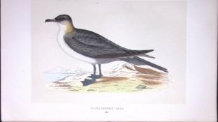 Richardson’s Skua Bird- Rev Morris First Edition Antique Woodblock Engraving-215
