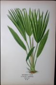 Bourbon Palm Edward Step Rare Antique Botanical Book Plate-291