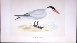 Caspian Tern Bird- Rev Morris First Edition Antique Woodblock Engraving-186