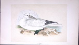 Garnet Bird- Rev Morris First Edition Antique Woodblock Engraving-185