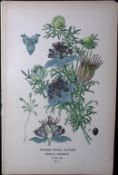 Spanish Fennel Edward Step Rare Antique Botanical Book Plate-8