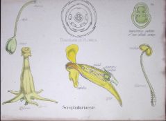 Figworts Botanical Flower Diagram Rare Antique First Edition Illustration-66