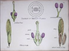 Olive Family Botanical Flower Diagram Rare Antique First Edition Illustration-55