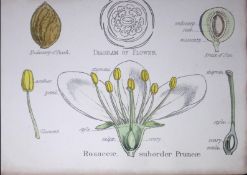The Rose Family Botanical Flower Diagram Rare Antique First Edition Illustration-27