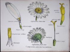The Daisy Family Botanical Flower Diagram Rare Antique First Edition Illustration-50