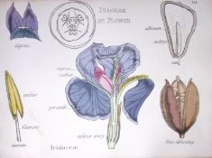 Iris Family Botanical Flower Diagram Rare Antique First Edition Illustration-94