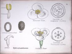 Hydrocharitaceae Botanical Flower Diagram Rare Antique First Edition Illustration-92