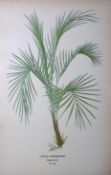 Miniature Coconut Palm Edward Step Rare Antique Botanical Book Plate-292