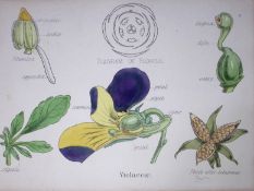 Violaceae Botanical Flower Plant Diagram Rare Antique First Edition Illustration-9