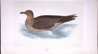 Skua Bird- Rev Morris First Edition Antique Woodblock Engraving-213