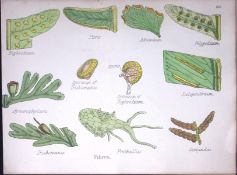 The Fern Family Botanical Flower Diagram Rare Antique First Edition Illustration-103