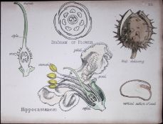 Soapberry Botanical Flower Diagram Rare Antique First Edition Illustration-25