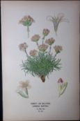 Thrift or Sea-Pink Edward Step Rare Antique Botanical Book Plate-169