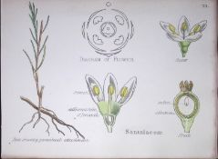 Santalaceae Botanical Flower Diagram Rare Antique First Edition Illustration-73