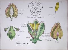 Buckwheats Botanical Flower Diagram Rare Antique First Edition Illustration-70